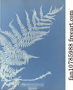 Athyrium filix femina