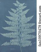 Ceylon/Fern