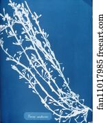 Fucus nodosus