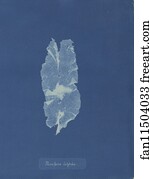 Punctaria latifolia