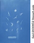 Grateloupia filicina