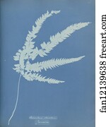 Adiantum striatum, Jamaica