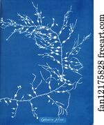 Cystoseira fibrosa