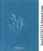 Griffithsia corallina