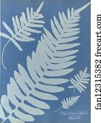 Polypodium vulgare, British