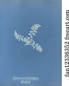 Asplenium lanceolatum, British