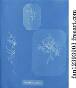 Gloiosiphonia capillaris