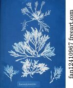 Laurencia pinnatifida