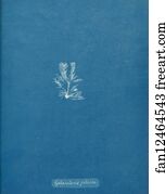 Sphacelaria filicina