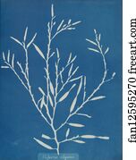 Halydrys siliquosa