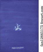 Delesseria hypoglossum