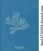 Rhodomenia palmata β Sarniensis