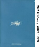 Enteromorpha clathrata