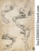 Studies of Horse's Leg