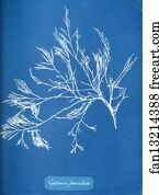 Cystoseira foeniculacea