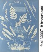 British Ferns