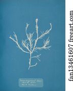 Fucus æruginosus Turner. "Med. Sea Sisbon" New to Britain.