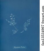 Polysiphonia Brodiaei [Part X]