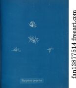 Polysiphonia parasitica