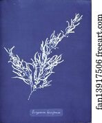 Sargassum bacciferum. Cyanotype photogram.