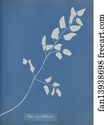 Pteris sagittaria