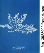 Laurencia pinnatifida var. angusta