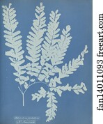 Adiantum pedatum, N. America