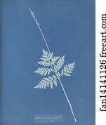 Botrychium gracile, America