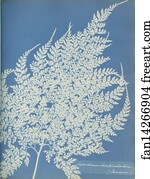 Aspidium denticulatum, Jamaica