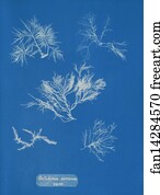 Gelidium corneum vars