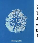 Halymenia furcellata