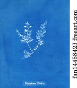 Polysiphonia Brodiaei [Part X]