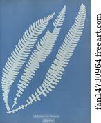 Blechnum boreale, British