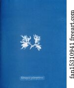 Ectocarpus sphærophorus.