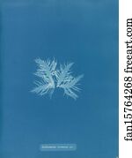 Delesseria sinuosa, var