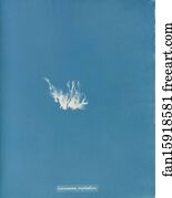 Schizonema implicatum