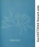 Griffithsia corallina