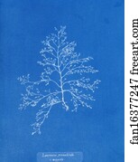 Laurencia pinnatifida v. angusta