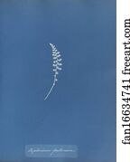 Asplenium fontanum