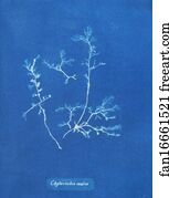 Chylocladia ovalis