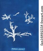 Rhodomenia polycarpa