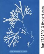 Fucus vesiculosus var. linearis