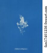 Gelidium cartilagineum