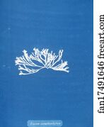 Fucus canaliculatus