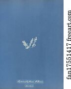 Hymenophyllum Wilsonii, British