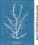 Mesogloia purpurea