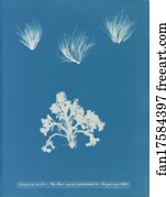 Conferva arcta: the three upper specimens in the young state