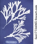 Fucus vesiculosus
