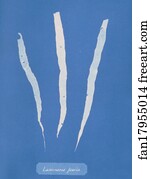 Laminaria fascia