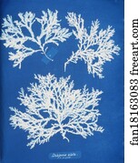 Delesseria alata